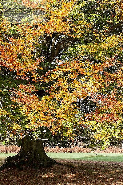 ASHDOWN FOREST  SUSSEX/UK - 29. OKTOBER : Buche vor dem Ashdown Park Hotel im Ashdown Forest in Sussex am 29. Oktober 2009
