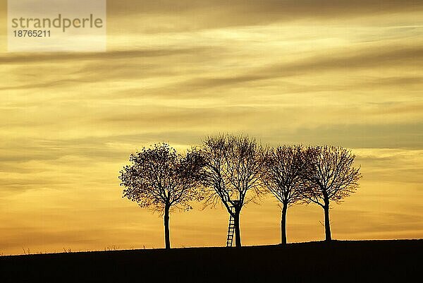 Drei einsame Bäume bei Sonnenuntergang