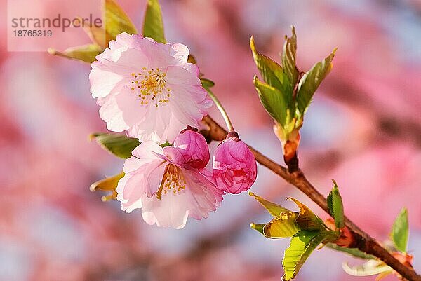 Frühling: rosa Kirschblüten