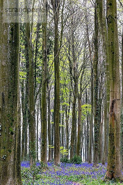 Blick auf die aufkommenden Bluebells im Wepham Wood