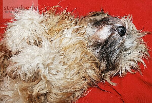 Porträt eines dösenden tibetischen Terriers