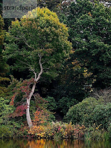 Baumblätter  die im Herbst ihre Farbe ändern