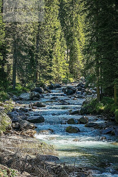 Blick auf den Fluss oder Wildbach im Naturpark Paneveggio Pale di San Martino in Tonadico  Trentino  Italien  Europa