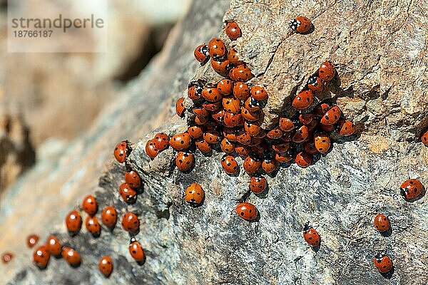 Ein Schwarm von Marienkäfer (coccinellidae) auf Zypern