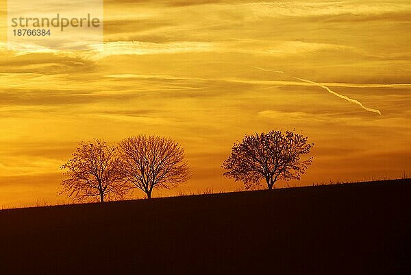 Drei einsame Bäume bei Sonnenuntergang