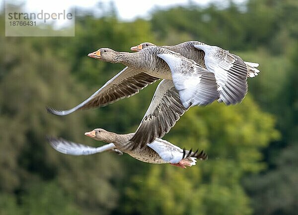 Graugänse (Anser anser) fliegen über ein kürzlich abgeerntetes Weizenfeld