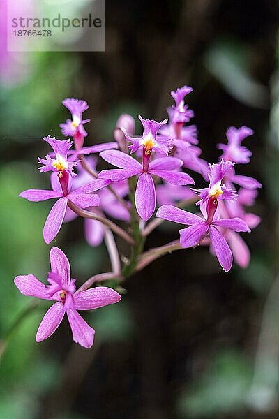 LOS PALMITOS  GRAN CANARIA  SPANIEN - 8. MÄRZ : Rosa Orchidee blüht in Los Palmitos  Gran Canaria  Spanien am 8. März 2022