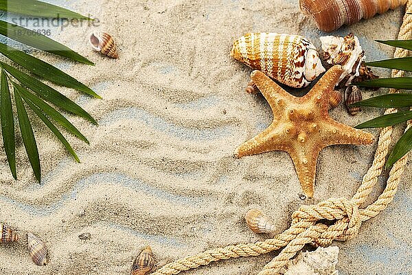 Muscheln Seesterne Sand. Auflösung und hohe Qualität schönes Foto