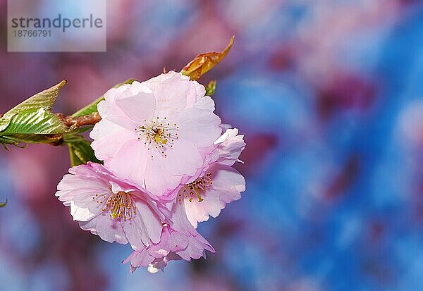 Frühling: rosa Kirschblüten