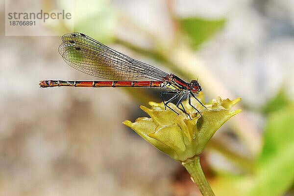 Makro einer Roten Pechlibelle