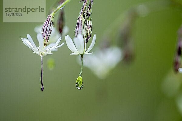 Close Up Silene Blumen mit Morgentau im Sommer
