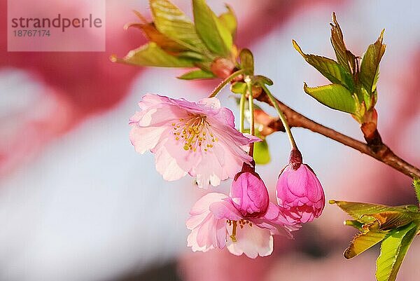 Frühling: rosa Kirschblüten