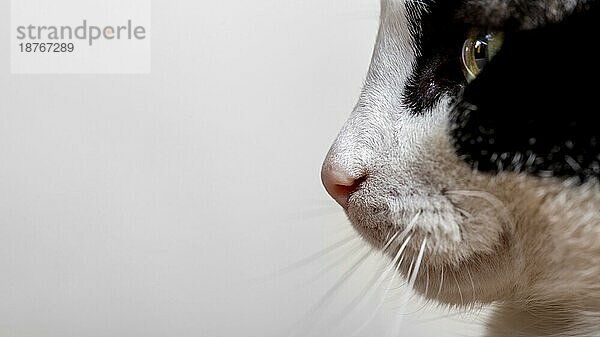 Close up liebenswerte Katze mit Kopie Raum