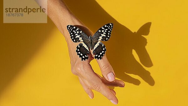 Nahaufnahme Schmetterlingshand
