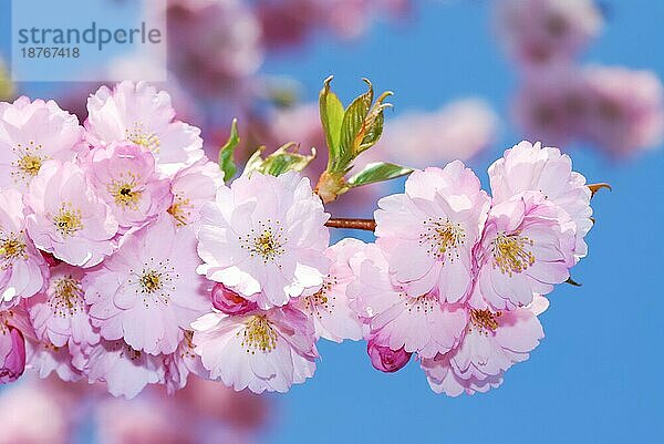 Frühling: rosa Kirschblüten