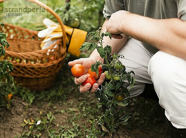 Nahaufnahme einer Frau mit Tomaten. Schönes Foto