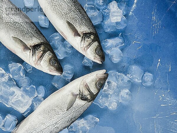 Draufsicht Fisch-Eiswürfel. Foto mit hoher Auflösung