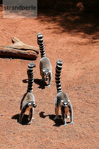 FUENGIROLA  ANDALUCIA/SPAIN - 4. JULI : RingelschwanzKatta (Lemur catta) im Bioparc in Fuengirola Costa del Sol Spanien am 4. Juli 2017