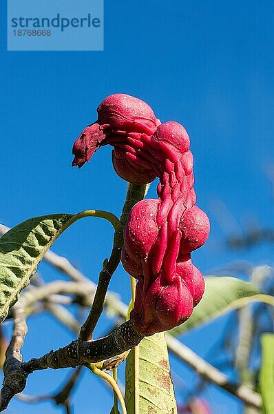 Rote Früchte einer Tulpen-Magnolie (Magnolia x soulangeana) (Magnolia x soulangiana) (Magnolia soulangiana) (Magnolia soulangeana)