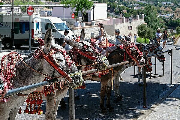 MIJAS  ANDALUCIA/SPANIEN - 3. JULI: Esel-Taxi in Mijas Andalucía Spanien am 3. Juli 2017. Nicht identifizierte Personen