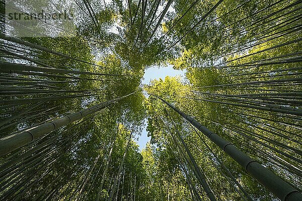 Foto Wald mit Bäumen in Großaufnahme Auflösung und hohe Qualität schönes Foto