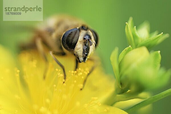 Biene sammelt Pollen auf einer gelben Blüte  geringe Tiefenschärfe