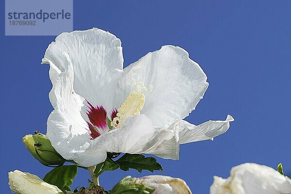 Makro einer weißen Hibiskusblüte