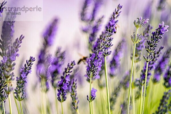 Close Up of Beautiful Lavendel blüht im Frühsommer an einem sonnigen Tag mit weichen Hintergrund Bokeh
