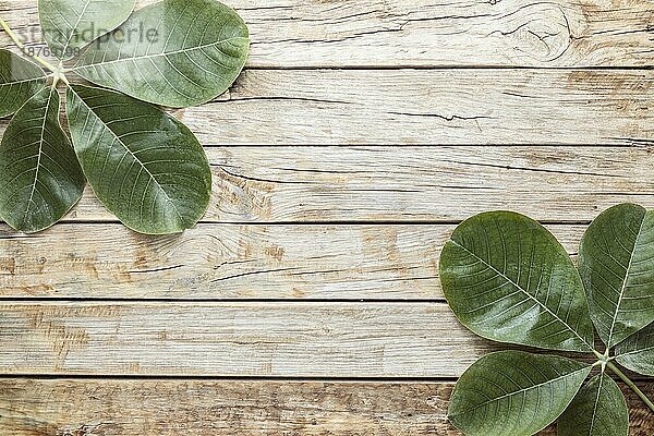 Draufsicht Blätter mit Kopierraum. Auflösung und hohe Qualität schönes Foto