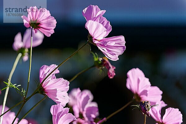 Lebendige  sonnenbeschienene Cosmos-Blüten in einem Garten in Lindfield  West Sussex