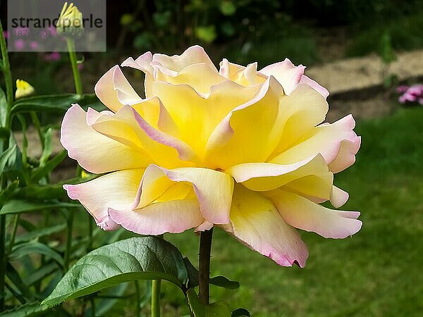 Gelbe Rose (Peace) blüht in einem englischen Garten