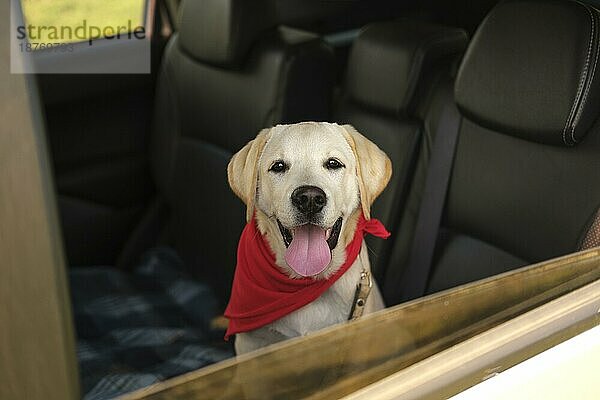 Schöner Labrador Retriever Hund Auto