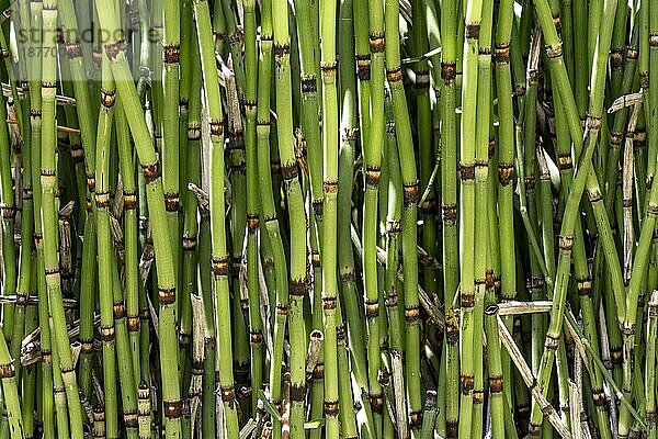 Vorderansicht Bambusstäbe