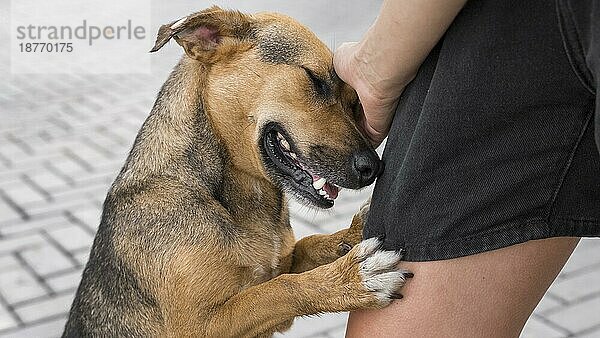 Liebenswerter Hund im Tierheim zeigt Zuneigung. Foto mit hoher Auflösung
