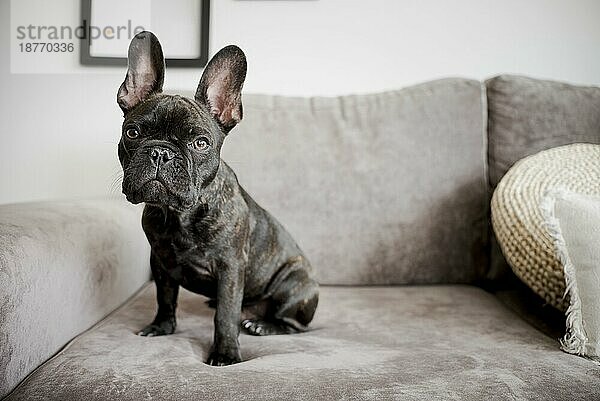 Porträt liebenswerte französische Bulldogge. Schönes Foto
