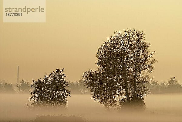 Baumsilhouetten im Morgennebel