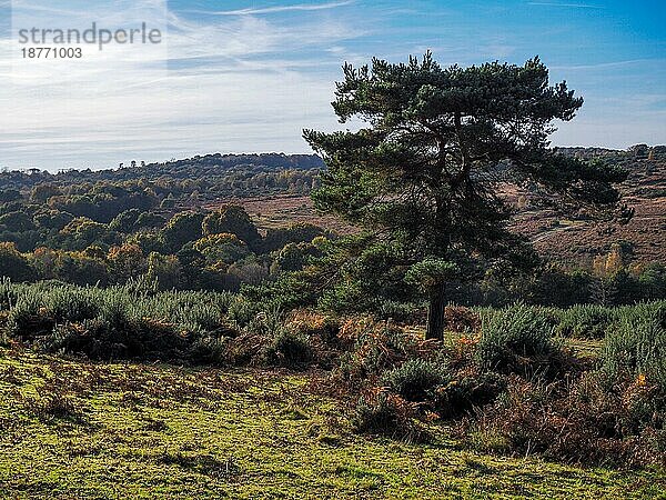 Landschaftlicher Blick auf den Ashdown Forest in Sussex