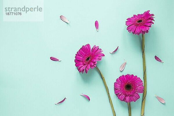Drei rosa Gerbera-Blüten mit Blütenblättern. Schönes Foto