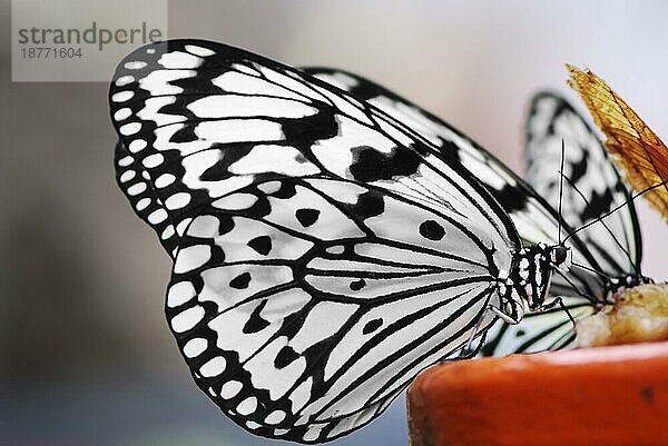 Idea Leuconoe (Baumnymphe) Schmetterling