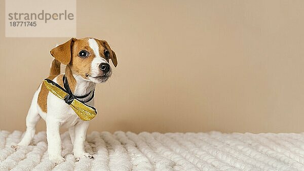 Niedlichen Beagle trägt gelbe Schleife Zeit. Auflösung und hohe Qualität schönes Foto