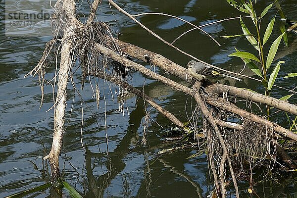 Junge Schafstelze (Motacilla flava)  die sich auf einem Ast am Fluss Rother in Midhurst ausruht