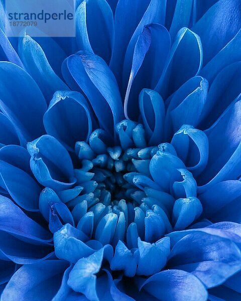 Nahaufnahme blaue Blütenblätter Makro Natur 2. Auflösung und hohe Qualität schönes Foto
