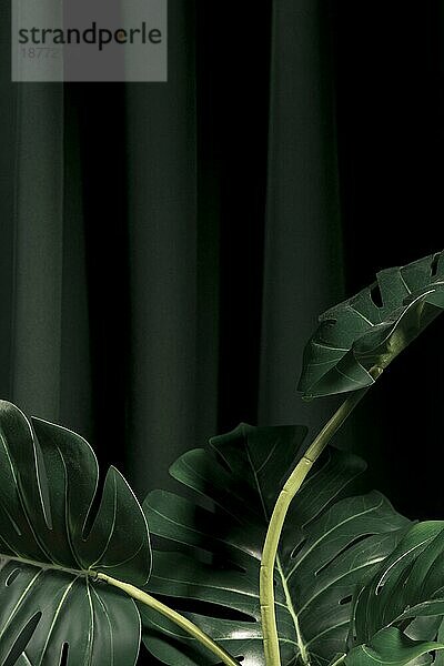 Vorderansicht monstera Blätter mit dunklem Hintergrund. Foto mit hoher Auflösung