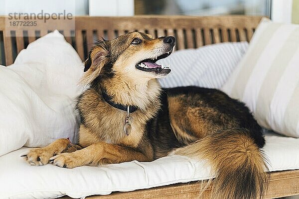 Liebenswerter Hund sucht Besitzer. Foto mit hoher Auflösung