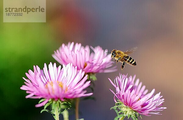 Fliegende Honigbiene im Anflug auf eine rosa Aster