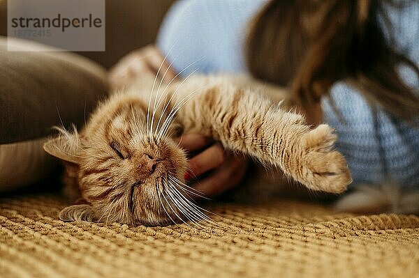 Besitzer streichelt liebenswerte Katze. Foto mit hoher Auflösung