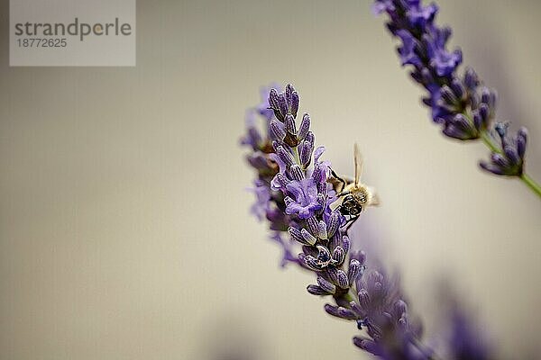 Close Up von Honigbiene auf schönen Lavendel blühen im Frühsommer an einem sonnigen Tag mit weichen Hintergrund Bokeh