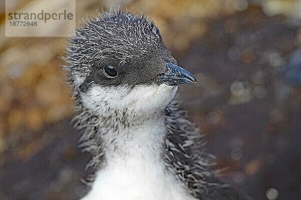 Junge Trottellumme  niedlich  Vogelfelsen  Hornöya  Vardö  Arktis  Norwegen  Europa