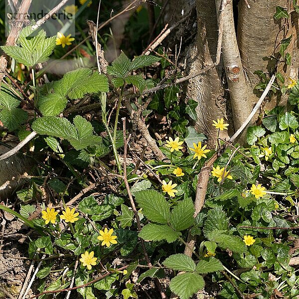 Scharbockskraut (Ficaria verna) blüht am Fuße einiger Bäume bei East Grinstead