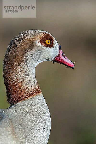 Nahaufnahme der Nilgans (Alopochen aegyptiacus)